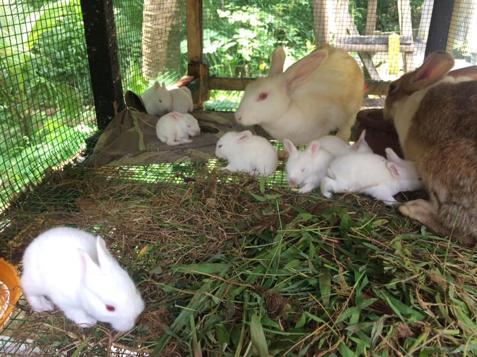 Rabbit Farming at Kayonza