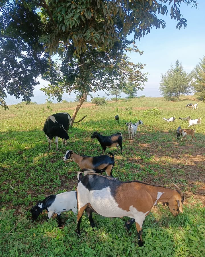 Kayonza Farm with Goats, Rabbits, Cows and Fish